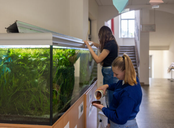 Zwei Mittelstufenschülerinnen säubern das Aquarium der Schule